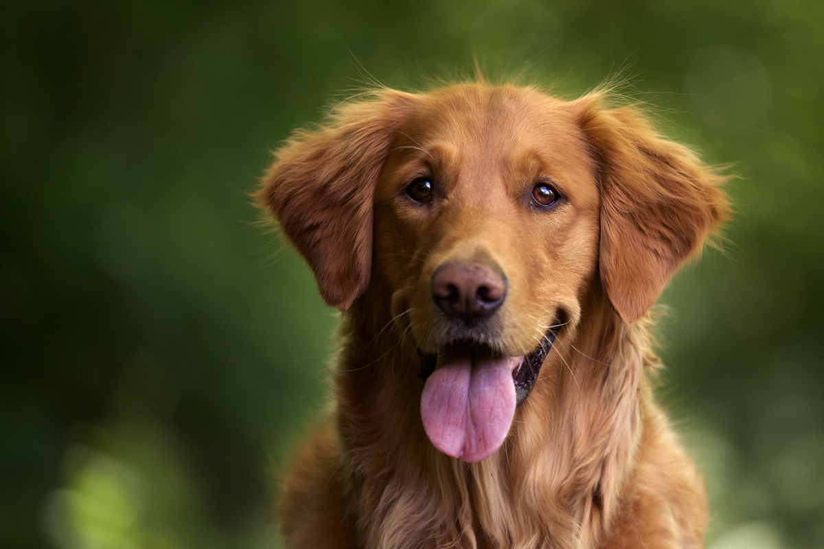 Dog Food & Treats in Sri Lanka: What Your Dog Actually Needs