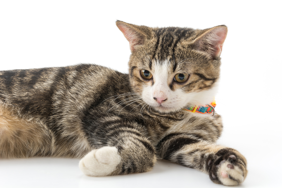 Cat Food in Sri Lanka: A Simple Buying Guide